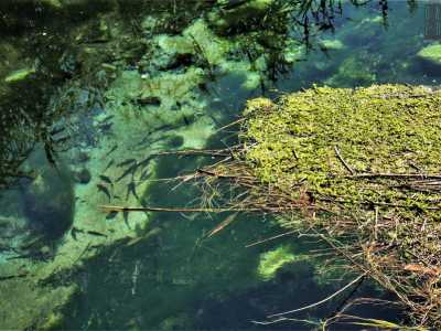 Il fiume � trasparente: banchi di grossi pesci si vedono persino dal ponte...